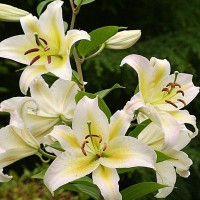 /album/fotogaleria/liliums-oriental-perfumado-jpg/